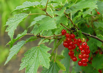 redcurrant