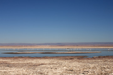 Laguna de Chaxa, Atacama - Chile