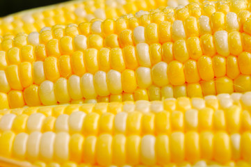 Closeup of corn on the cob