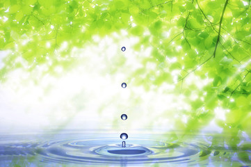 新緑と水滴