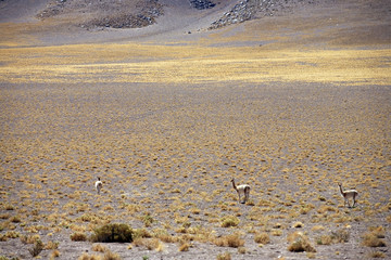 lamas - Atacama, Chile. © Yoann Combronde