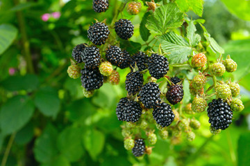 blackberry