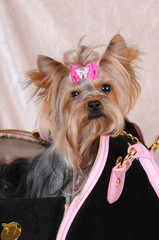 Yorkshire terrier sitting in a bag