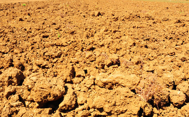 Plowed Field