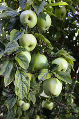 green apples