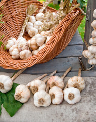 Garlic basket still life