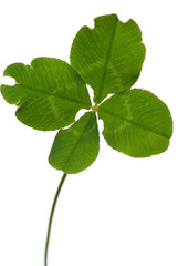 four-leaf clover