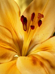 Tuinposter lilia © malwa