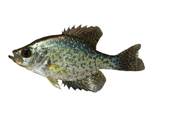 White Crappie  (pomoxis)