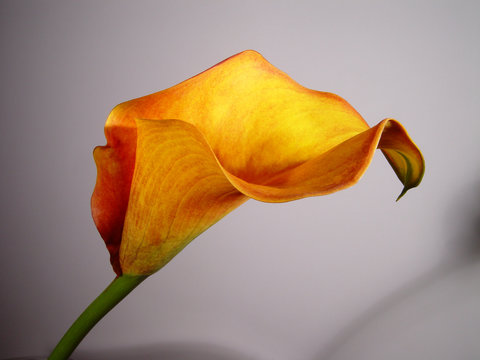 contadeskia kalia