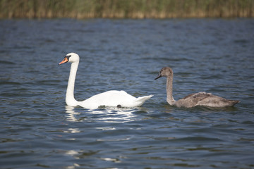two swans on the lake