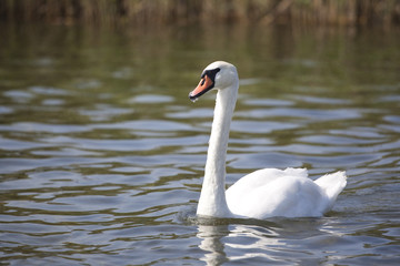 portrait of beautiful swan