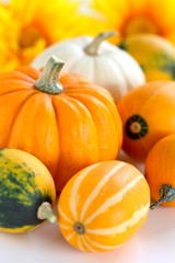 Kürbisse Ernte Herbst