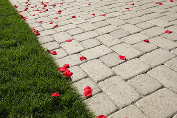 Rose Petals on Path