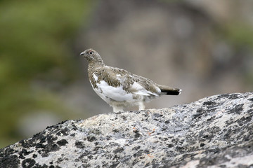 Ptarmigan (Lagopus mutus)