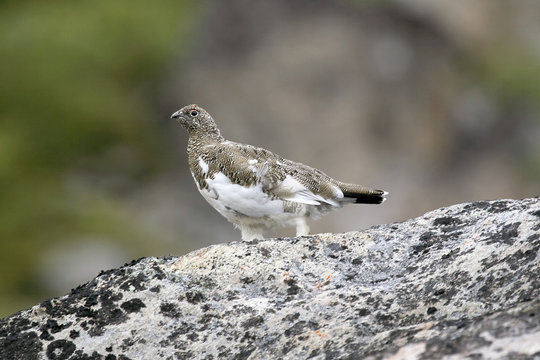 Ptarmigan (Lagopus mutus)