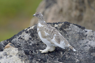 Ptarmigan (Lagopus mutus)
