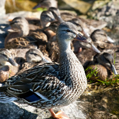 Female Mallard protecting her children