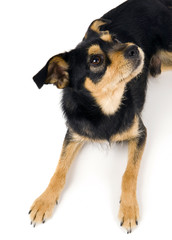 little dog