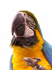 Gelbbrustara © Nicolette Wollentin