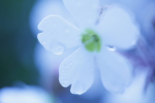 3 Best プリムラシネンシス Images Stock Photos Vectors Adobe Stock 3 Best プリムラシネンシス Images Stock Photos Vectors Adobe Stock