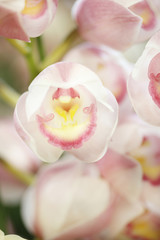 シンビジューム