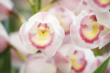 シンビジューム