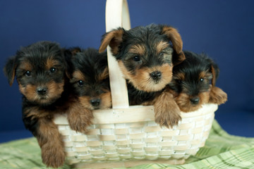 Yorkshire Terriers in a Basket