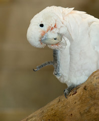 Obraz premium kakadu