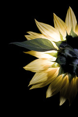 Sonnenblume