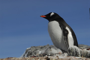 Fototapeta premium Gentoo Penguin with chiks