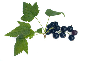 Currant branch