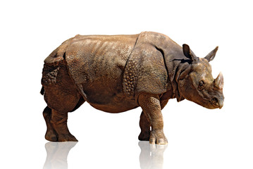 Rhinoceros - obrazy, fototapety, plakaty