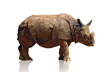 Türaufkleber Rhinoceros © Carlos Caetano