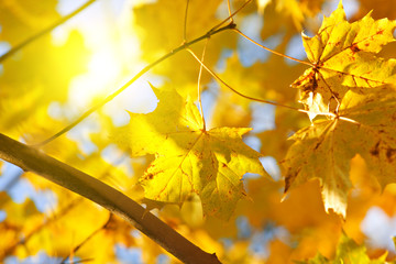 Obraz premium Autumn yellow leaves of maple and sun