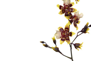 Picture of elegant orchid