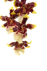yellow dancing lady orchid