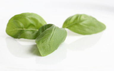 Basil