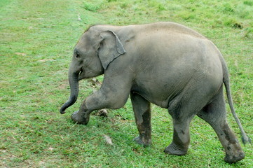 Obraz premium young male elephant on grassland in sauraha Nepal