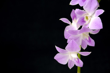 Orchid flower on stem