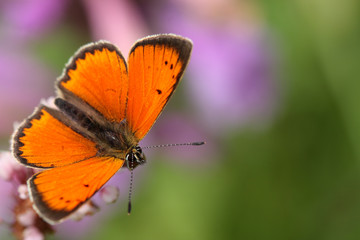Orange butterfly