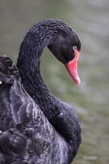 Fototapeta premium Trauerschwan