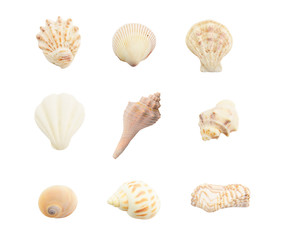 Different seashells on white background