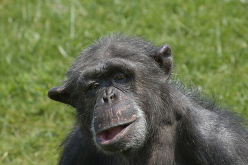 Portrait of an old chimpanzee with a funny face