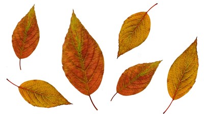 AUTUMN LEAVES