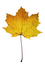 autumn maple leaf - isolated