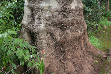 Baum und Zaun  1
