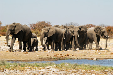 Obraz na płótnie Canvas Elefanten im Etosha Nationalpark, Namibia
