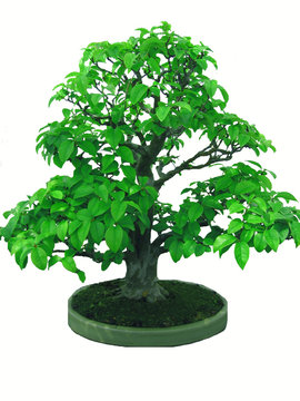 bonsai japanese tree