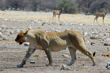 Löwin im Etosha Nationalpark, Namibia